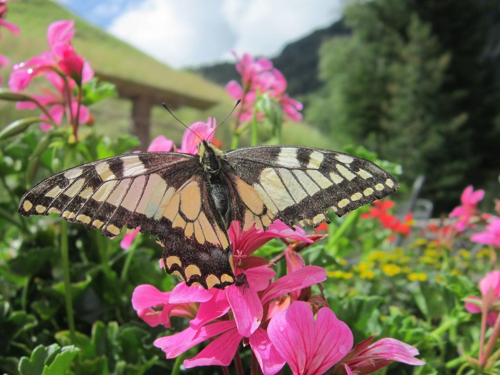 Haus Alpengluehn Hotel Längenfeld Eksteriør billede